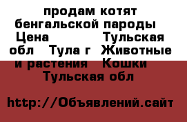 продам котят бенгальской пароды › Цена ­ 7 000 - Тульская обл., Тула г. Животные и растения » Кошки   . Тульская обл.